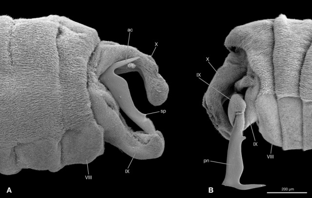Stylops ovinae-penis