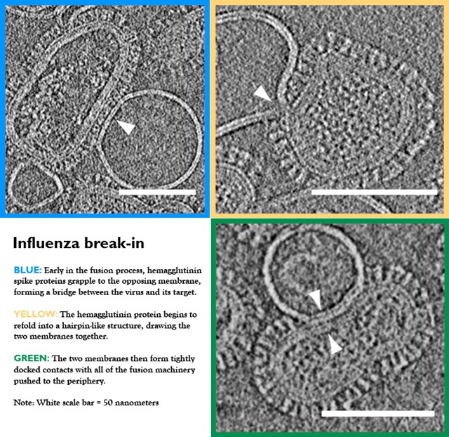 Virus-grippe-insertion ADN