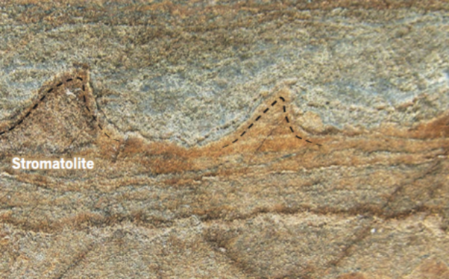 Isua-fossile