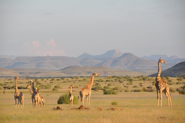 girafe-angolan