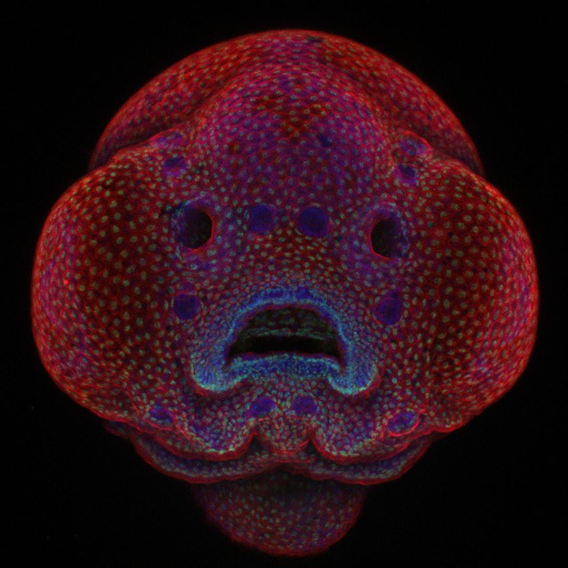 embryon poisson zébre