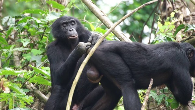 Bonobo presbytie