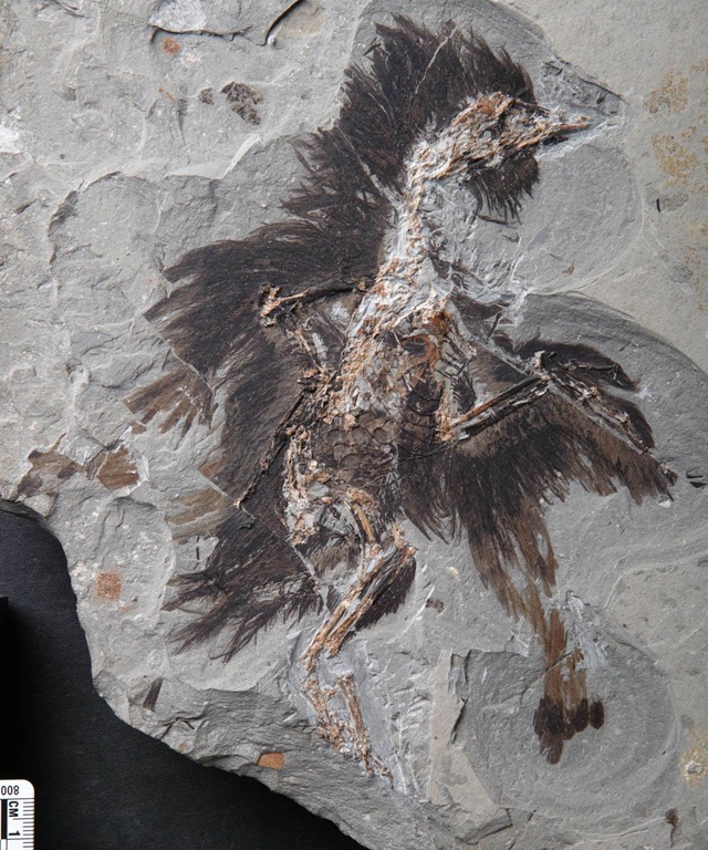 fossile Eoconfuciusornis