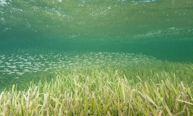 bait-fish-school-sea-grass-026659