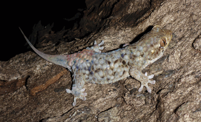 Geckolepis megalepis6