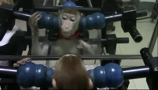 macaque test miroir3