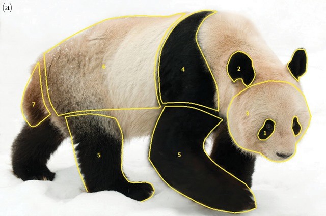 panda-coloration-fourrure