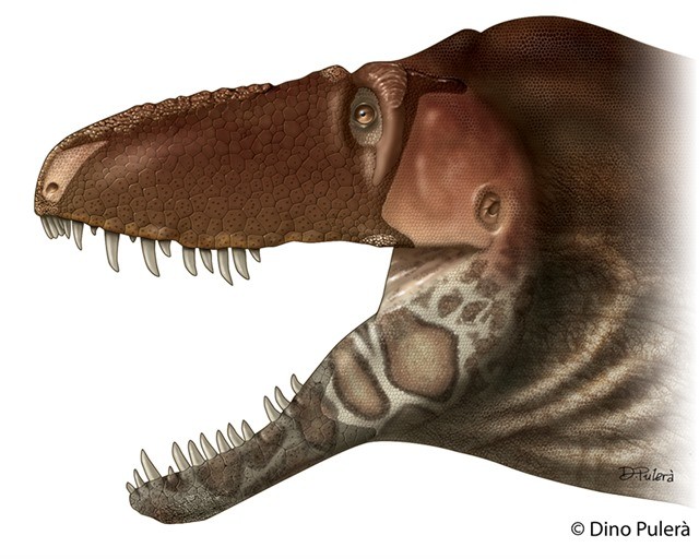 Daspletosaurus horneri3