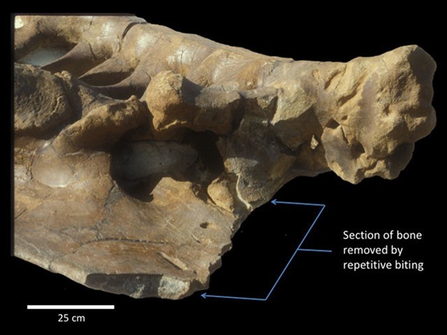 ilium triceratops-morsure TrexL