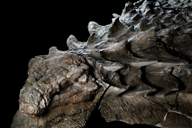 nodosaur-fossile-17
