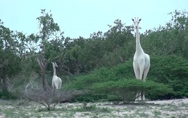 Girafes blanches