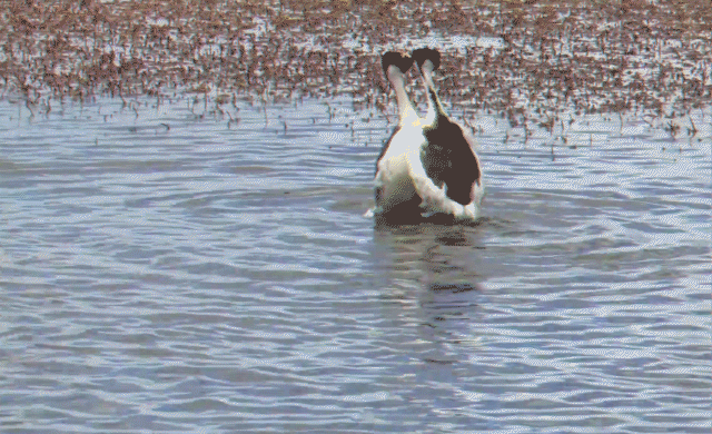 hooded-grebe-courtship-dance-rare-footage-from-tango-in-the-wind_