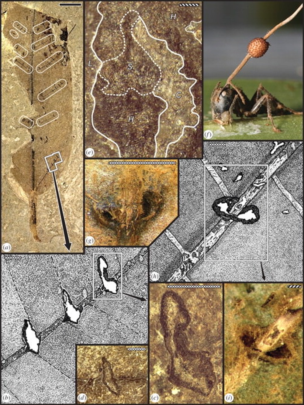 fossile fourmis zombis