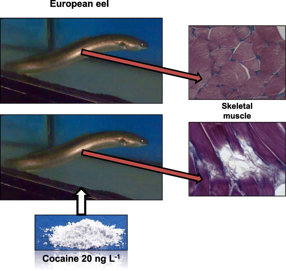 anguille cocaine 18