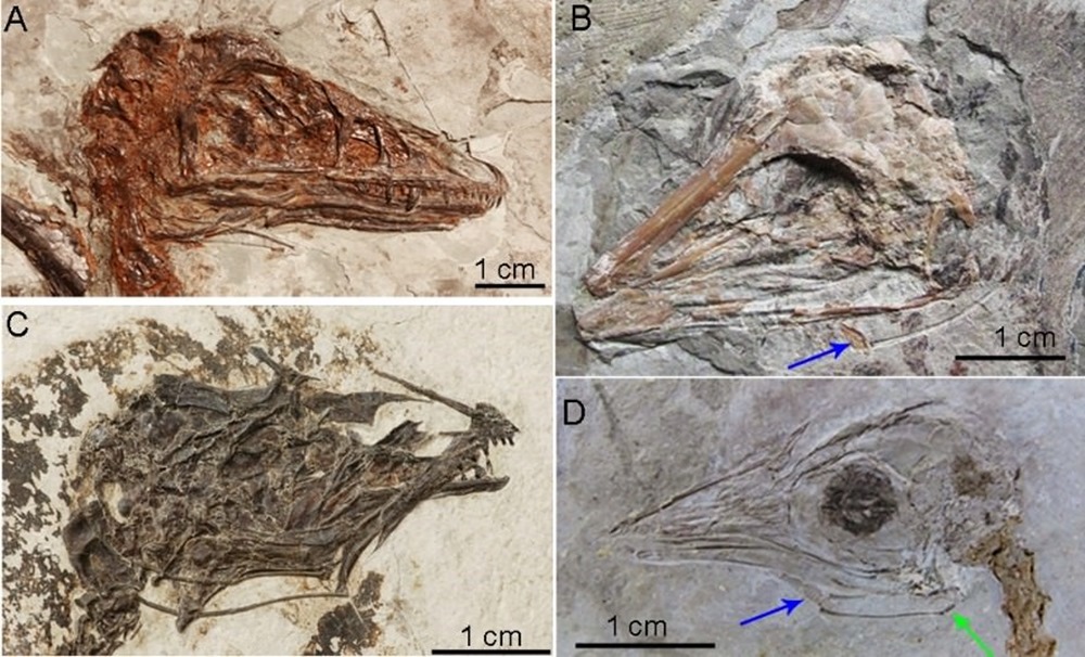 fossile_hyoide_dino 18