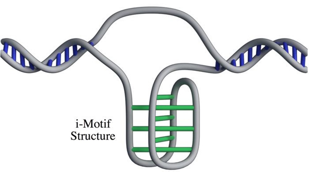 ADN-i-motif-18