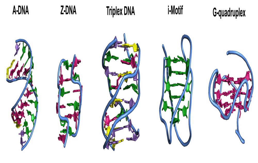 Formes ADN 18