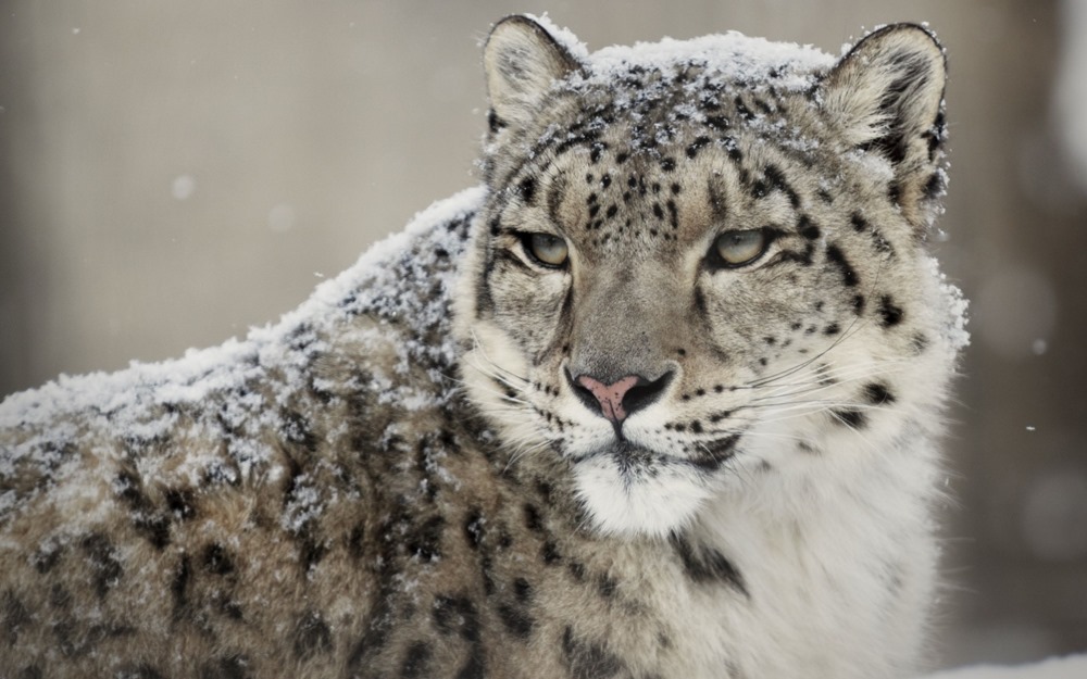 leopard-des-neiges