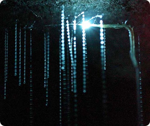 Glow worm cave2