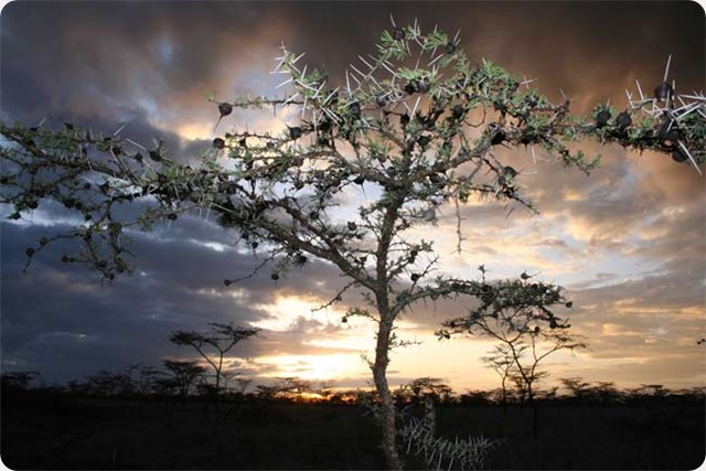 acacia-arbre-afrique