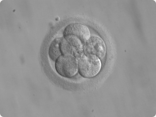 embryon_8_cellules