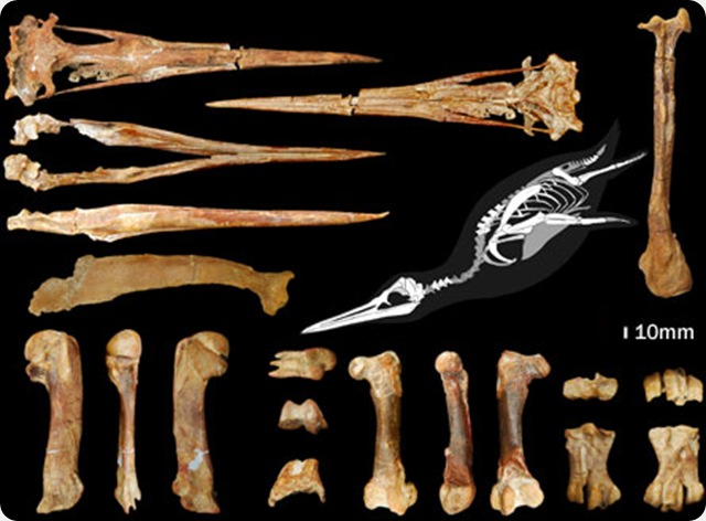 pingouin-fossile-géant