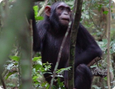 chimpanzé_poupée