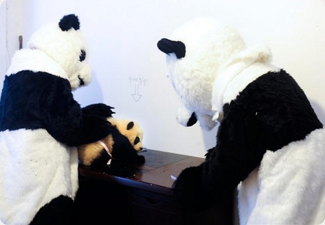 panda-costume2
