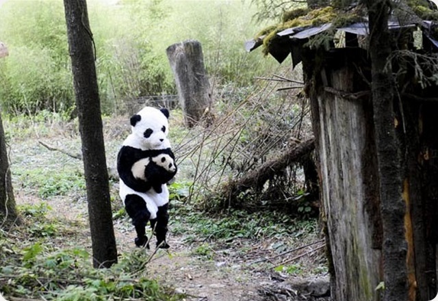 panda-costume3