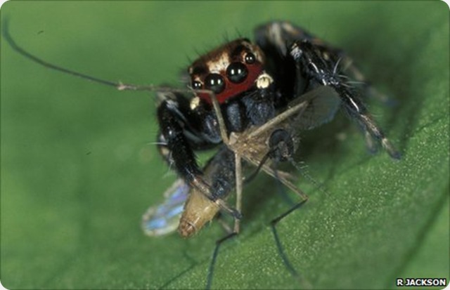 araignée-sauteuse-moustique