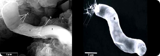 (clic pour agrandir) La structure globale de la cynobactérie velox Titanospirillum, un organisme qui se trouve sur Terre (à droite) est similaire à celle trouvée fossilisée sur la météorite CI1 chondrites carbonées (à gauche)