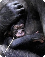 bébé-chimpanzé