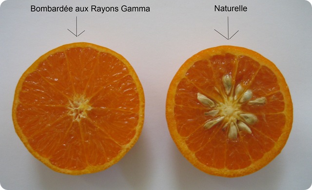 orange-comparaison-génétique-naturel