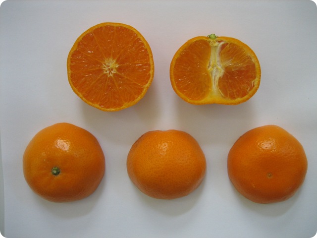 orange-mandarine-KinnowLS