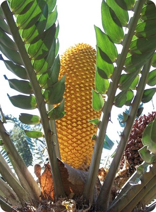 cone-encephalartos