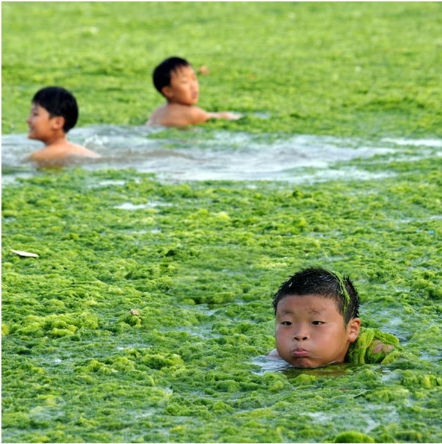 Algues-vertes-Chine2