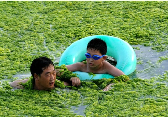 Algues-vertes-Chine3