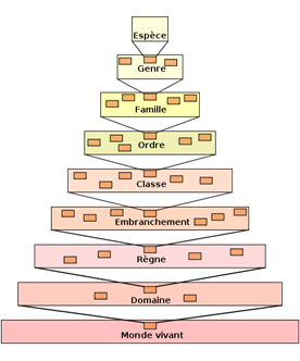 Taxonomic_hierarchy