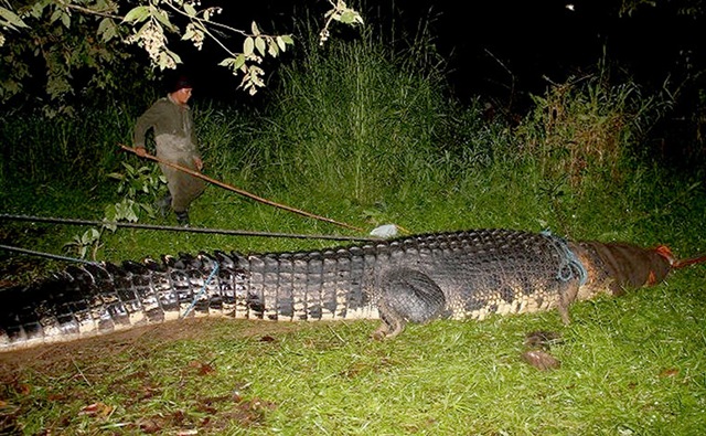 crocodile-géant-philippines1