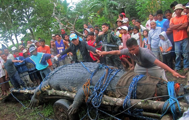 crocodile-géant-philippines2