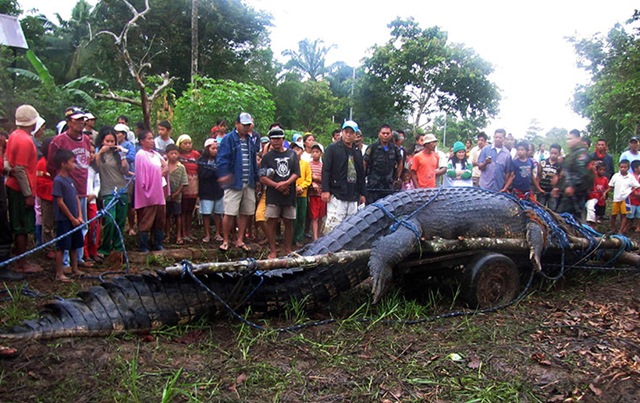 crocodile-géant-philippines3