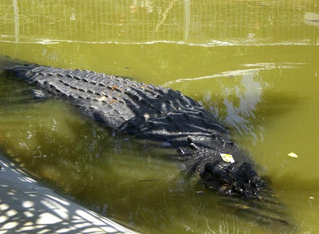 crocodile-géant-philippines5