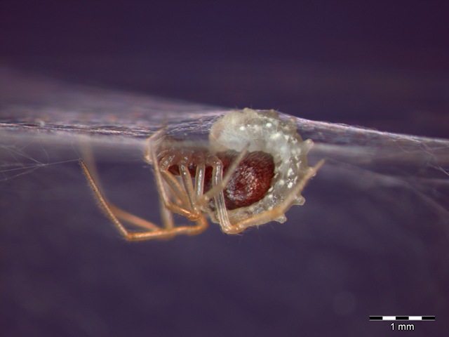araignée-parasite