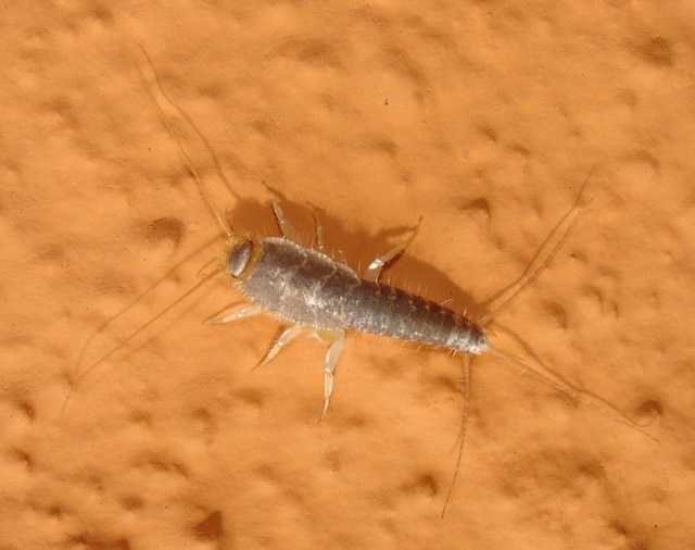 Malayatelura ponerophila