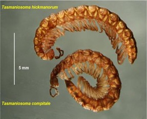 T. hickmanorum Mesibov-Tasmaniosoma_compitale