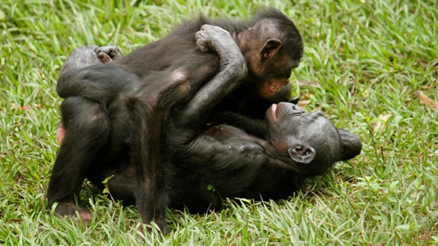 Bonobo-Top2