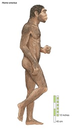 Homo-erectus