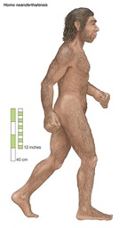 Homo-neanderthalensis
