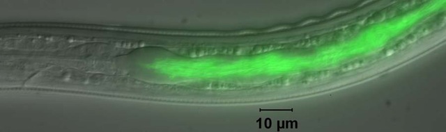 Heterorhabditis bacteriophora-Photorhabdus luminescens