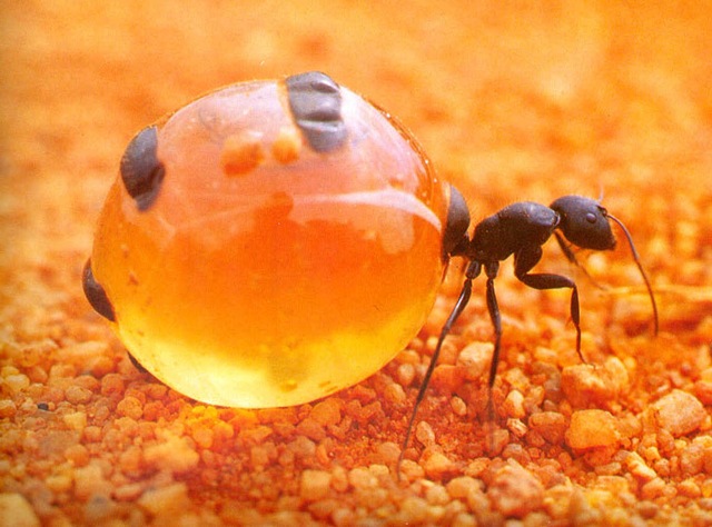fourmi pot-de-miel